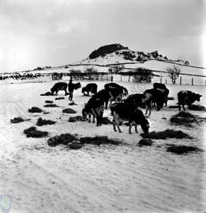 S.M. Liddle, Crag Farm, Cattle